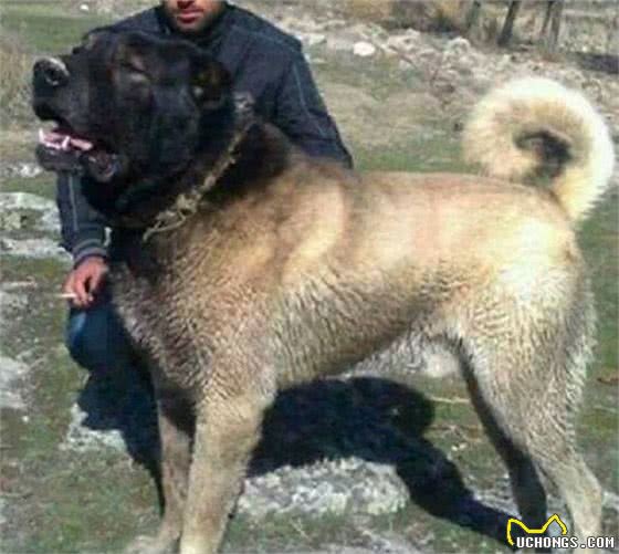 猫咪进口疫苗种类：为您的爱猫提供最佳保护